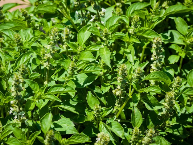 Huerto lleno de excelentes verduras y flores.