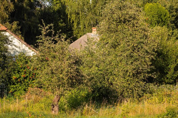 Huerto de manzanas cerca de la casa