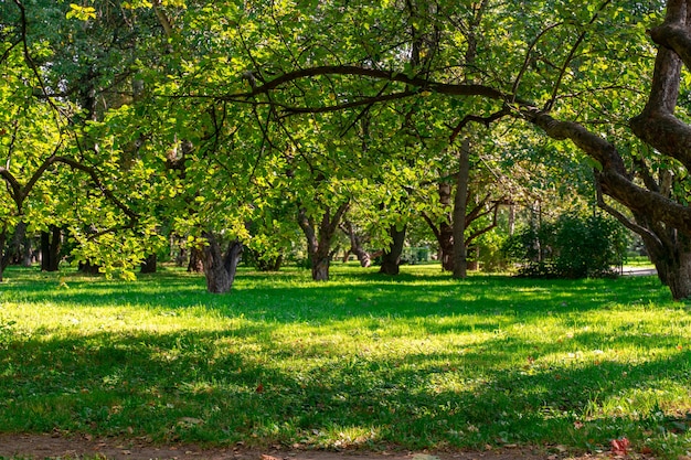 Huerto de manzanas en un día de verano