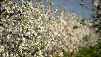 Foto el huerto de manzanas en flor en primavera macedonia europa mundo de la belleza