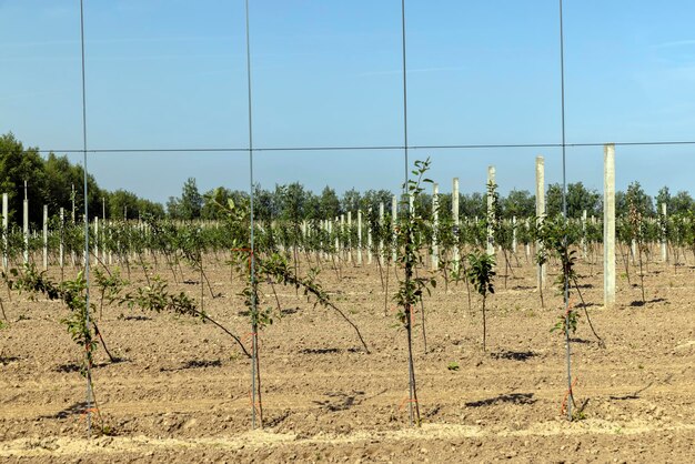 Un huerto de manzanas con un gran número de árboles jóvenes