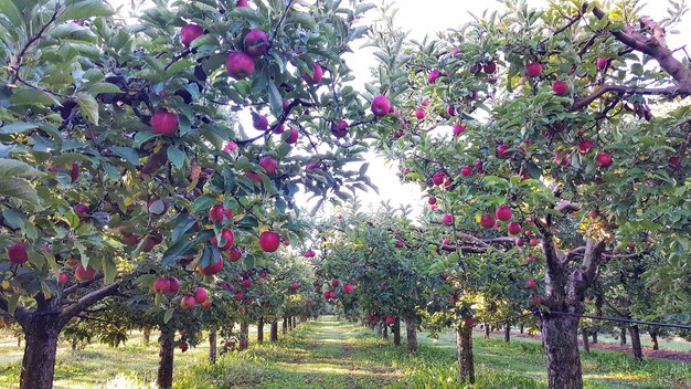 Huerto de manzanas con maduro