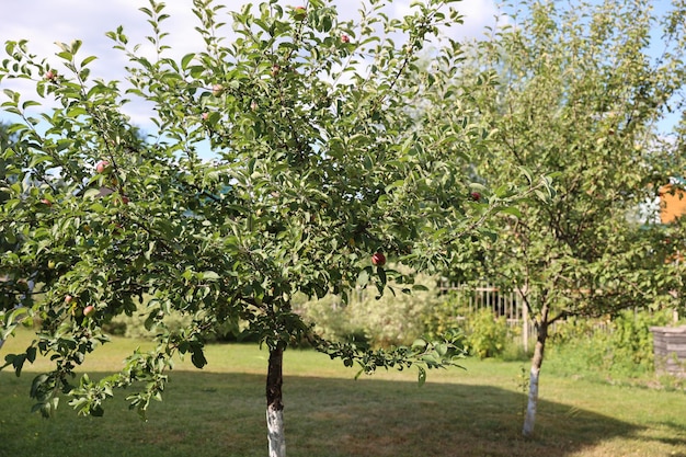 Huerto de manzanas con manzanas maduras