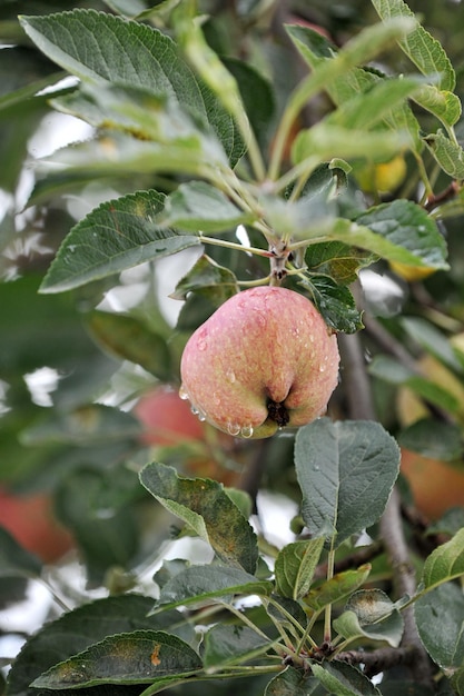 huerto de manzanas orgánico después de la lluvia