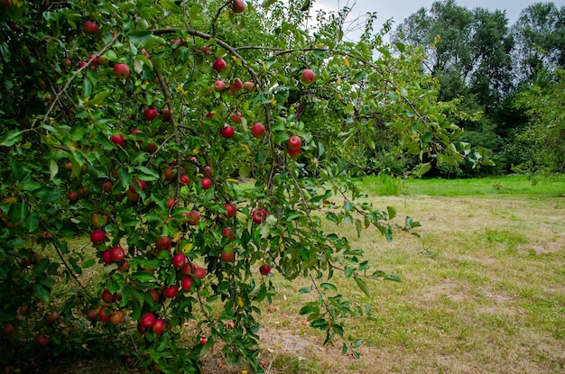 huerto de manzanas en primavera