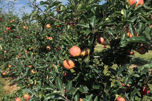 huerto de manzanas