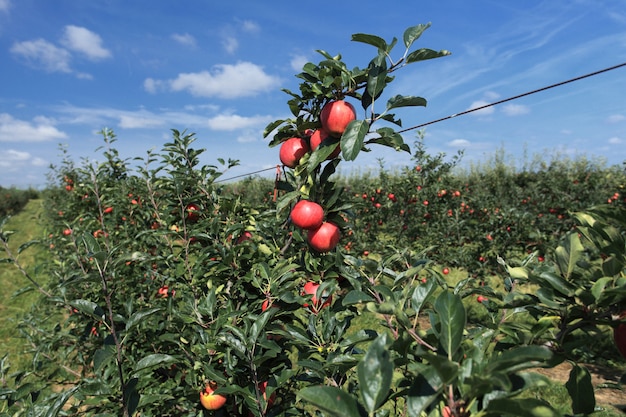 huerto de manzanas