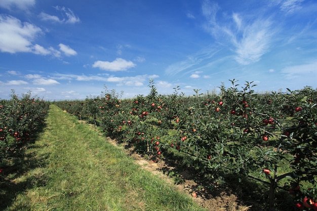 huerto de manzanas