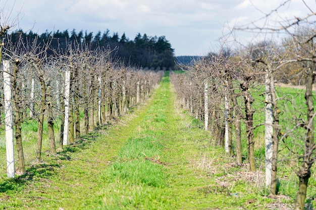 huerto de manzanas