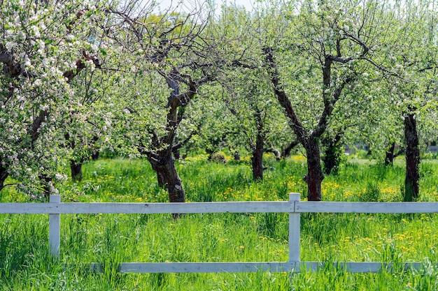 huerto de manzanas