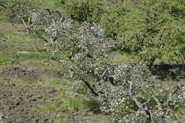 Huerto de manzanos en flor Los árboles adultos florecen en el huerto de manzanos Jardín de frutas