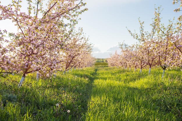 Huerto de manzanos con flores de primavera en la luz del sol