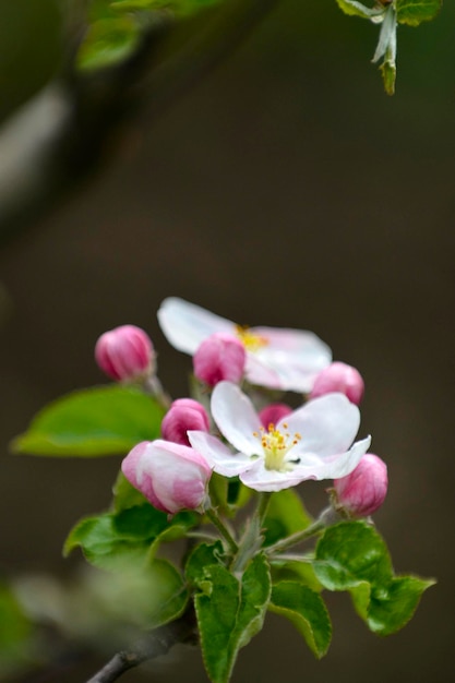 huerto de manzanos con manzanos en flor Jardín de manzanas en un día soleado de primavera Campo en la temporada de primavera Fondo de flor de jardín de manzanos de primavera