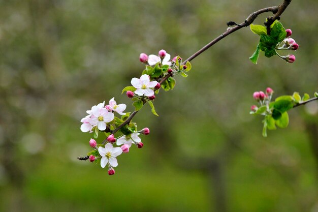 huerto de manzanos con manzanos en flor Jardín de manzanas en un día soleado de primavera Campo en la temporada de primavera Fondo de flor de jardín de manzanos de primavera