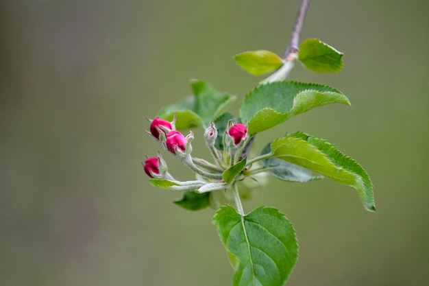 huerto de manzanos con manzanos en flor Jardín de manzanas en un día soleado de primavera Campo en la temporada de primavera Fondo de flor de jardín de manzanos de primavera