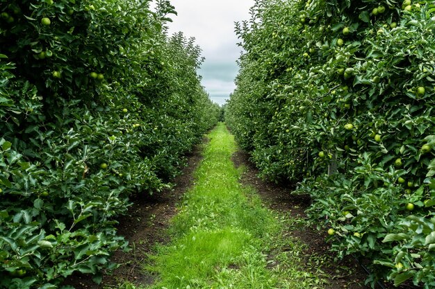 Huerto de manzanos, producción de frutas orgánicas y agricultura.