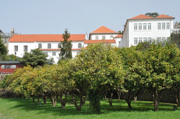 Huerto de naranjos en Oporto