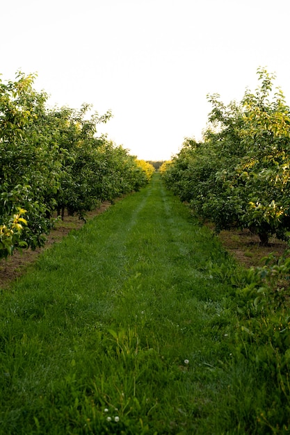 Huerto o jardín de manzanos en verano con cielo azul y nubes blancas