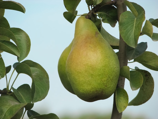 Huerto de peras peras maduras en el jardín listo para la cosecha