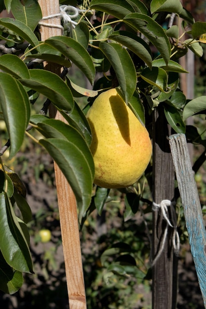 Huerto de peras peras maduras en el jardín listo para la cosecha