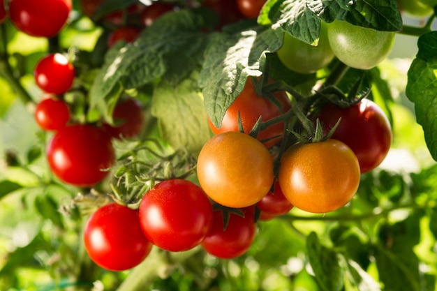 Huerto con plantas de tomates rojos. Cultivo de tomates en un jardín doméstico.