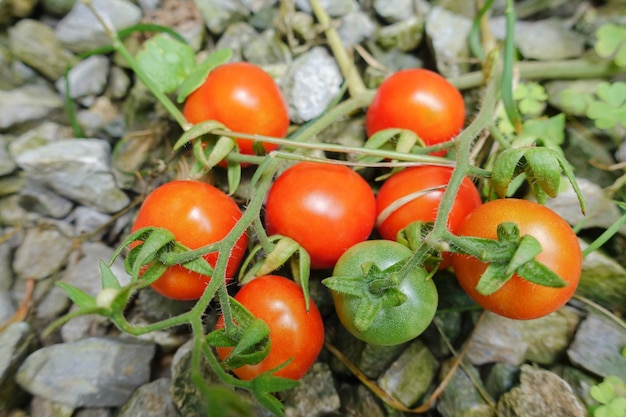 Huerto con plantas de tomates rojos