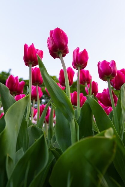 Huerto con tulipanes rosas en primer plano, vista inferior.