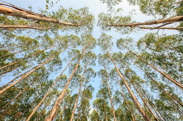 Foto huertos de eucaliptos en el cielo azul