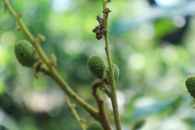 Huertos de longan Frutas tropicales hermosa longan en jardín