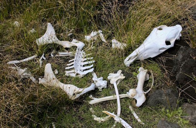 Huesos de un animal muerto Isla de Pascua