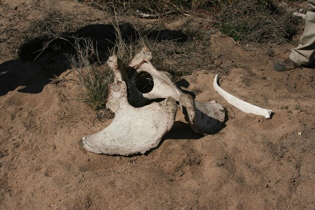 Huesos de búfalo de Sudáfrica en el parque Kruger