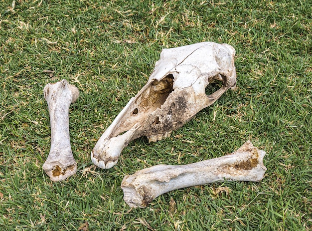 Huesos de cabeza de caballo en hierba verde en la naturaleza