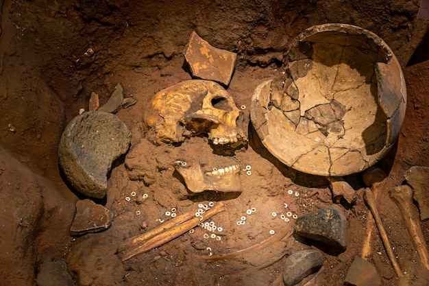 huesos de cráneo y herramientas encontradas en tumbas de un antiguo entierro la exposición de excavaciones arqueológicas