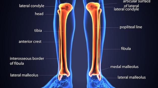 Foto los huesos de la pierna están etiquetados con la palabra recuperación