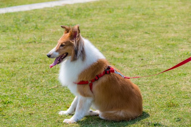 Hütehund sitzt auf grünem Rasen