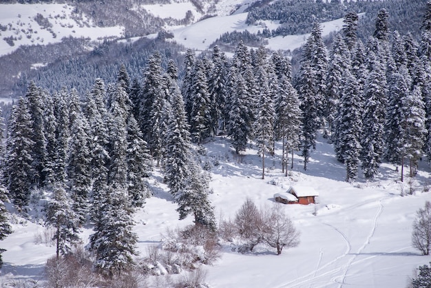 Hütte am verschneiten Bergwald