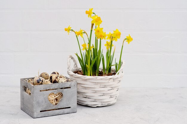 huevo de codorniz pájaro en una canasta de madera con flores de narciso fresco.