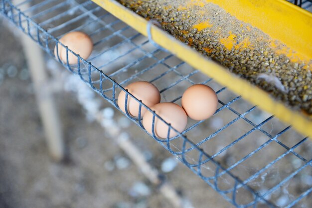 Huevo fresco en pollos de cultivo ecológico