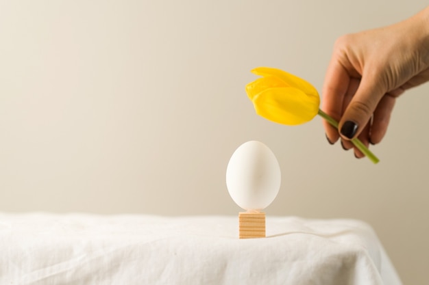 Huevo de gallina blanca y una mano con un tulipán amarillo.