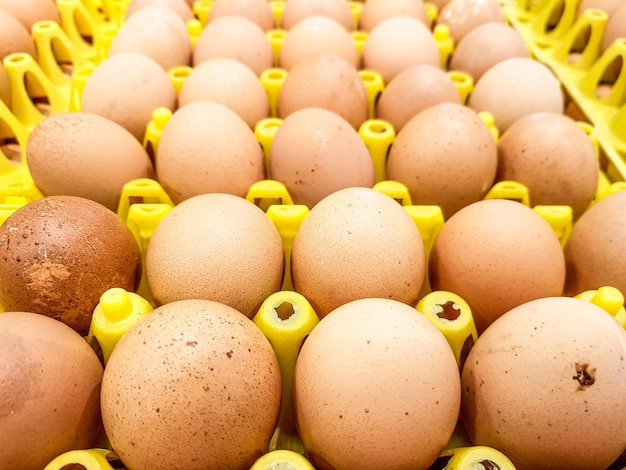 Foto huevo de gallina en caja de cartón