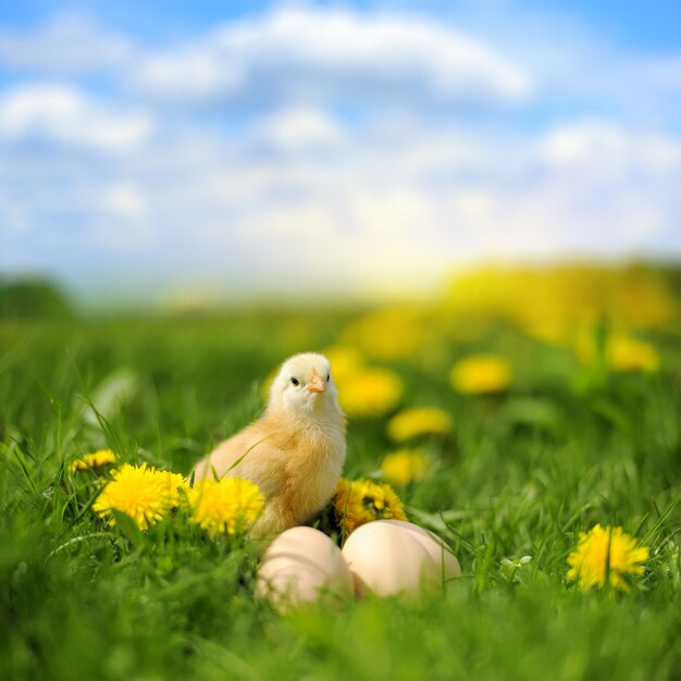 Huevo y gallina en la hierba en día de verano