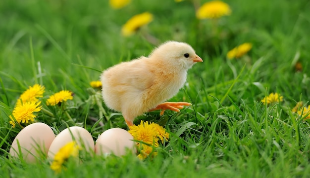 Huevo y gallina en la hierba en una granja