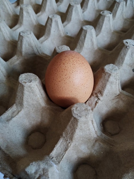 Foto un huevo marrón en una bandeja de huevos