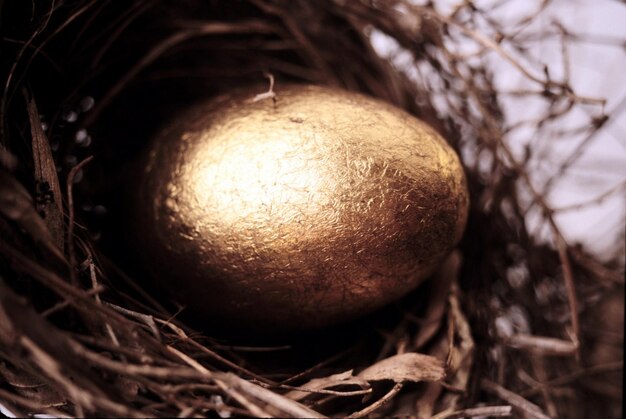 huevo de oro en el nido