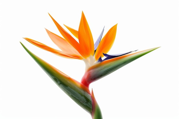 Huevo del Paraíso Flor tropical aislada Flor de Strelitzia Naranja Cabeza de pájaro exótico Flor en blanco