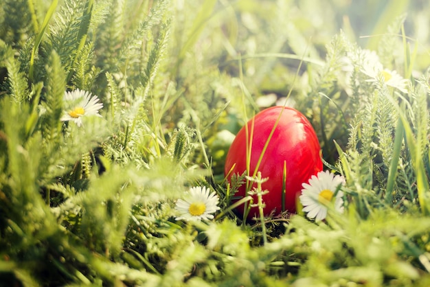 Un huevo de pascua rojo en la hierba con margaritas.