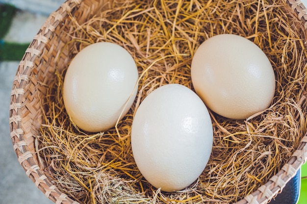 Huevos de avestruz en una canasta