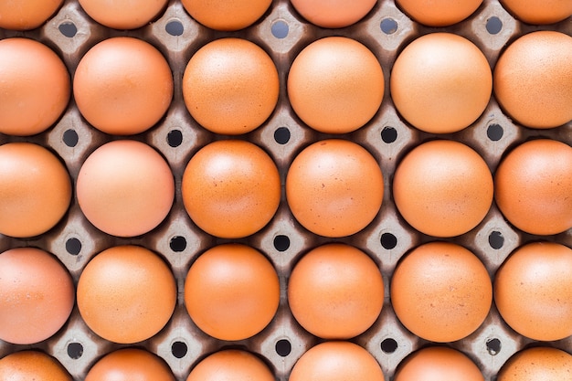 Huevos en bandejas alineadas