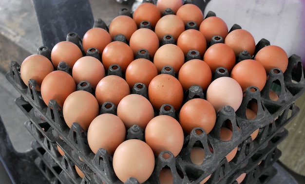 Huevos en bandejas de plástico negro apiladas