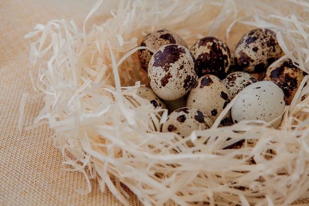 Huevos de codorniz se encuentran en un nido Enfoque selectivo.